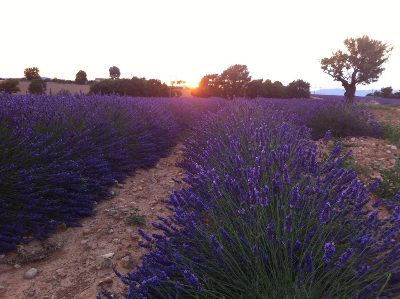 Le Petit Caboulot En Pleine Nature Vaumeilh Exteriör bild